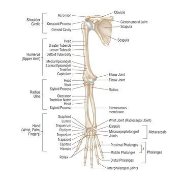 Anatomical diagram of human skeletal system with labeled bones and joints