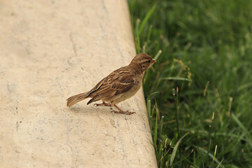 A female house sparrow stands on a garden border in the park. © Pavel