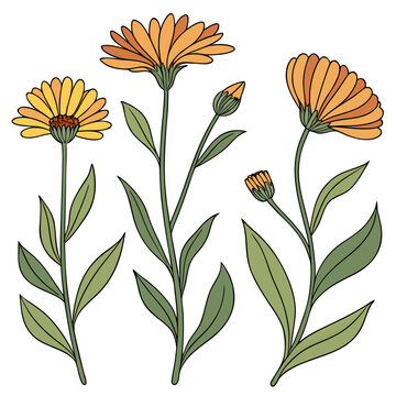 Set of three colorful calendula flowers with stems and buds calendula marigold botanical