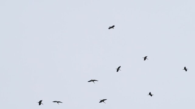 White storks (Ciconia ciconia) flying in circles during spring migration