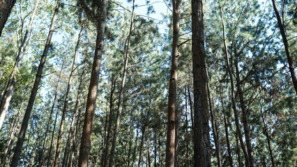 Obraz premium Pine forest low angle view with tall trees against blue sky