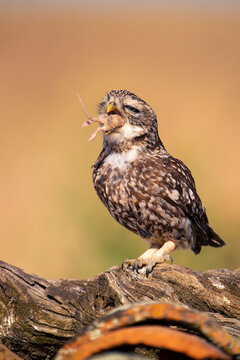 A little owl, Athene noctua, eating a field mouse.