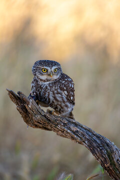 A little owl perched on a tree trunk.