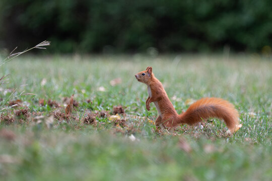 Red Squirrel Standing Upright in a Grassy Meadow