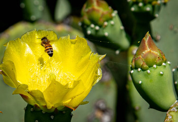 yellow cactus flower with bee © Robert