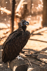 Fototapeta premium Cinereous vulture standing on a wooden log in an outdoor wildlife enclosure under bright natural sunlight, with a natural background.