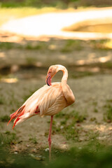 Fototapeta premium Pink flamingo standing on one leg and grooming its feathers in an outdoor park with natural vegetation and bright sunlight.