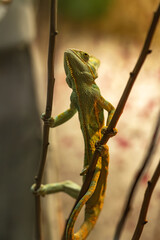 Close-up of a green chameleon climbing on thin branches, showing its textured skin, distinctive body shape and long curled tail against a softly blurred background. © Lilly