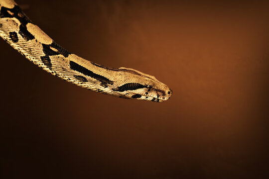 Close-up view of a boa constrictor head showing detailed scales and natural markings against a softly blurred dark brown background.