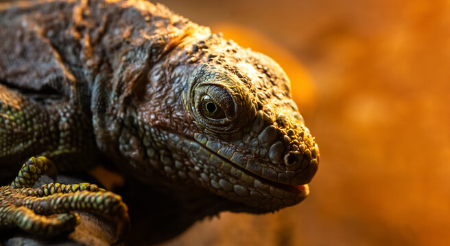 Close-up side portrait of a green iguana resting on a wooden branch, showing detailed scales, distinctive facial features and a sharp eye in warm ambient light.