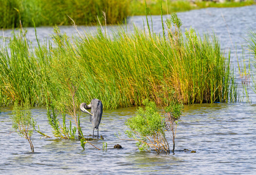 Great Blue Heron Grooming Itself in the Bucktown Marsh on Lake Pontchartrain in Metairie, LA, USA