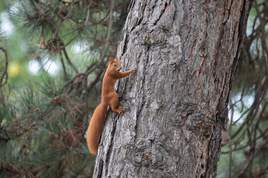 Eurasian Red Squirrel Climbing a Large Tree Trunk
