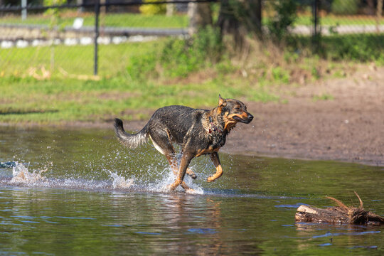 Dog Running so fast its skimming the water at a dog park