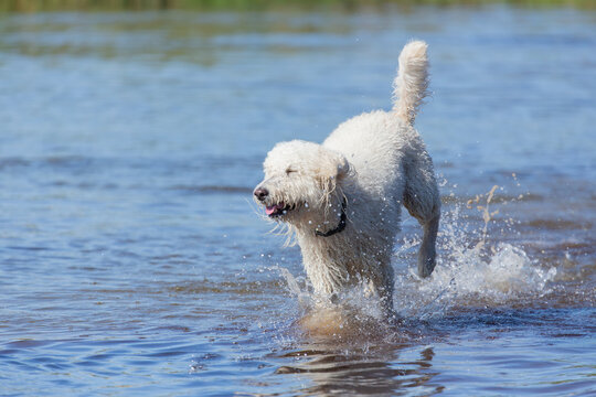 Labradoodle Dog Happily splashes in water during sunny day at the lake at the dog park