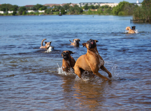 Group of dogs play in the water of a lake waiting for a ball to be thrown during a sunny day in a dog park