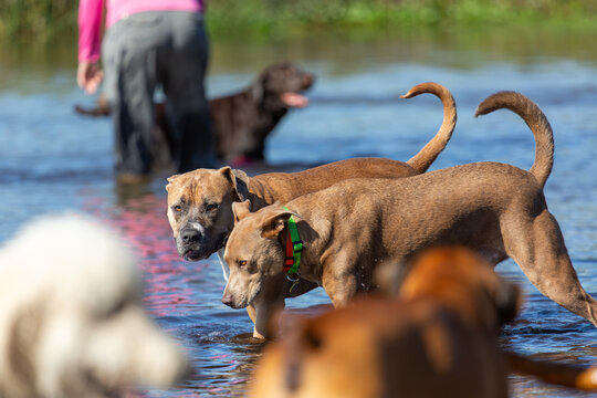 Two brown pitbull dogs walk through a group of dogs in shallow water while owners walk nearby on a sunny day at the dog park