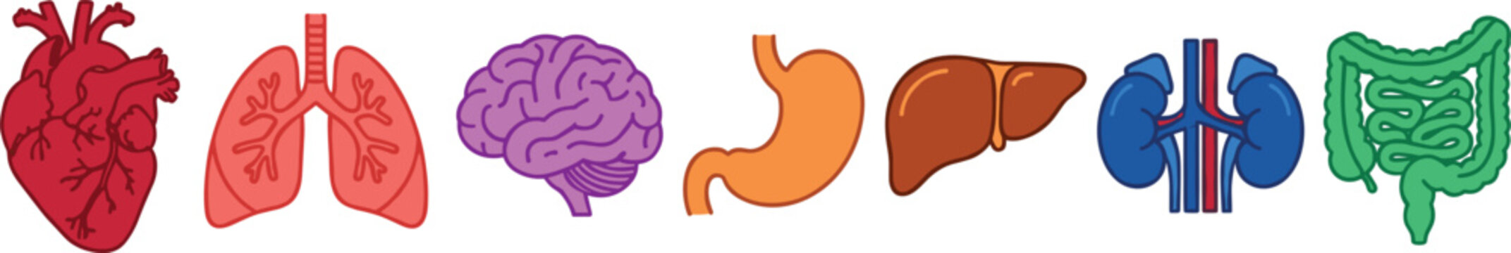 Human Internal Organs Vector Icon Set Featuring Heart Lungs Brain Stomach Liver Kidneys and Intestines Illustrations for Medical and Educational Graphic Design