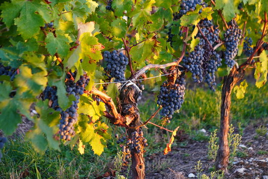 Ripe red wine grapes at golden hour before harvest,
AOC M&eacute;doc Bordeaux vineyard Gironde France