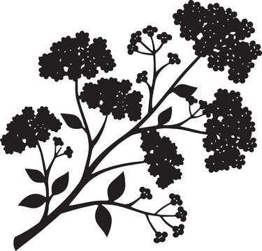 Black silhouette of an elderberry branch with flower clusters and leaves flower cluster botanical graphic flowering branch nature illustration black ink