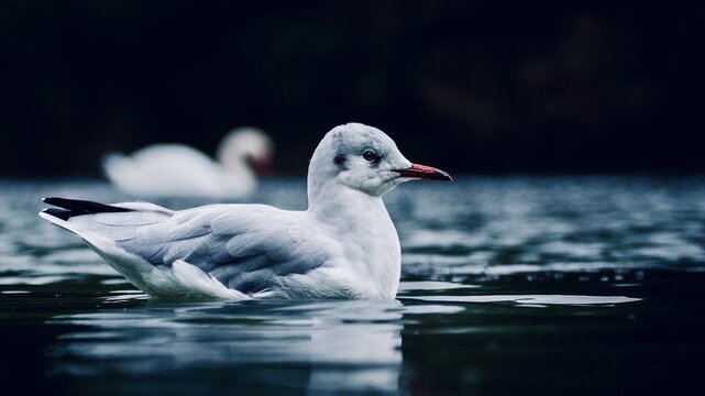 Black-headed gull swimming calmly on dark reflective water with a softly blurred swan in the background.
