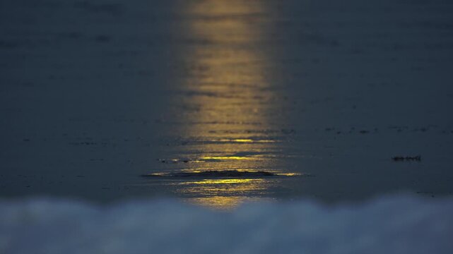 Wintering waterfowl in Baltic Sea. Freezing sea in moonlight. Duck rests on icy water golden moon reflection, frozen winter night stillness