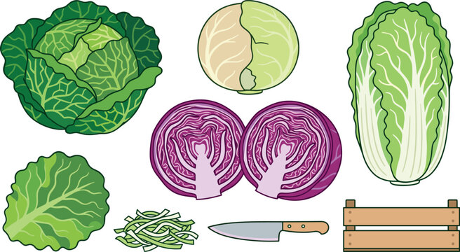 Fresh cabbage varieties vector illustration set featuring savoy green red cabbage halves napa cabbage shredded leaves kitchen knife and wooden crate