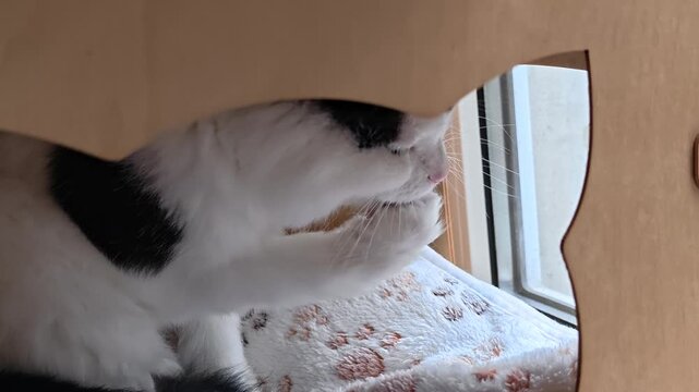 A black and white cat peers out a window, possibly searching for something