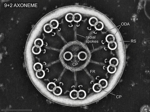 Cilium Axoneme 9+2 Structure

