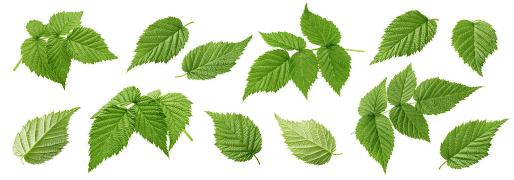 Raspberry leaves isolated, full depth of field