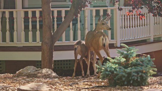 Mule deer doe stands with her young fawn beside a porch in a quiet residential neighborhood of Durango Colorado