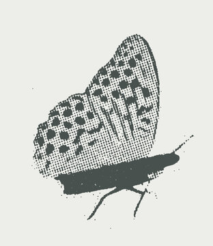 Black butterfly in distressed halftone engraving style on light background, retro insect and nature design with grunge texture, vector illustration