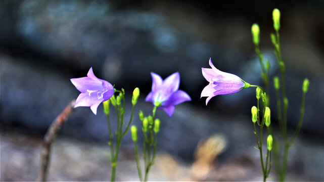 Campanula rotundifolia flowers in a dark forest
