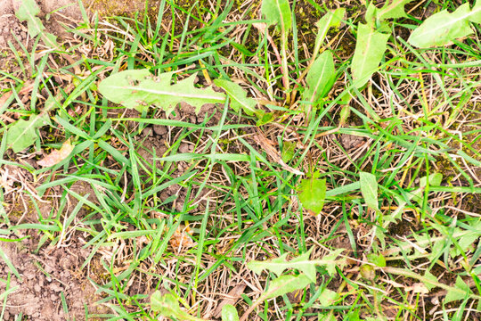 Herbe