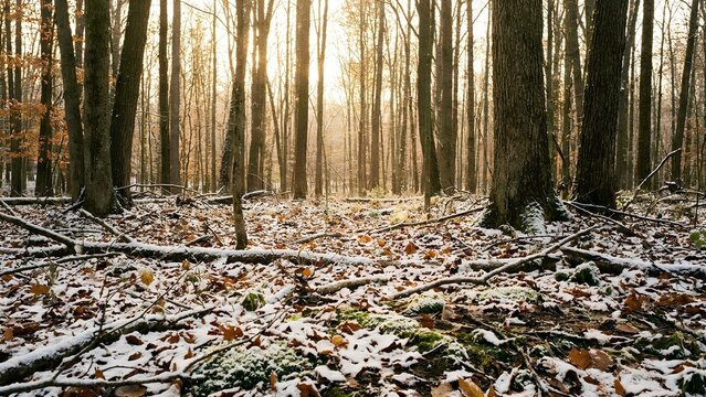 First snowfall covering a quiet forest in winter