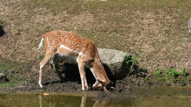 The fallow deer, Dama mesopotamica is a ruminant mammal belonging to the family Cervidae.