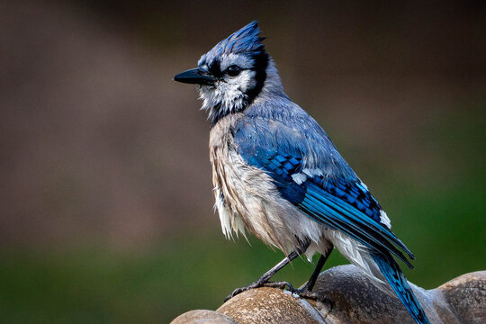 blue jay bird close up