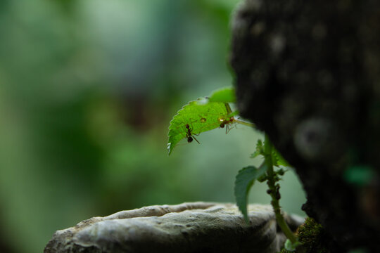 Two ants on green leaf in natural macro photography