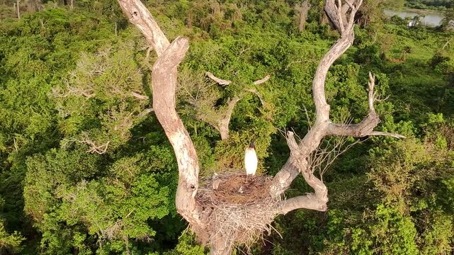 Baby jabiru stork hatching from egg in nest on dead tree with Paraguay river in background, Pantanal