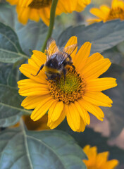A bumblebee collecting nectar from a yellow flower among soft green foliage © Joe