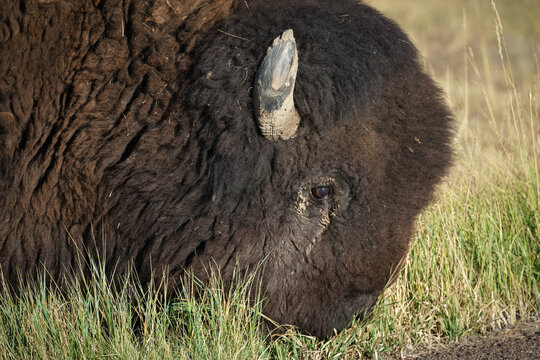 Wild American Bison on the high plains of Colorado. Mammals of North America.