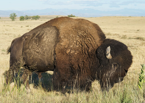 Wild American Bison on the high plains of Colorado. Mammals of North America.