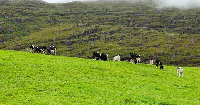 Black and white Friesian cows grazing in a field of lush green grass