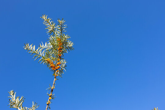 Ripe sea buckthorn berries on branch