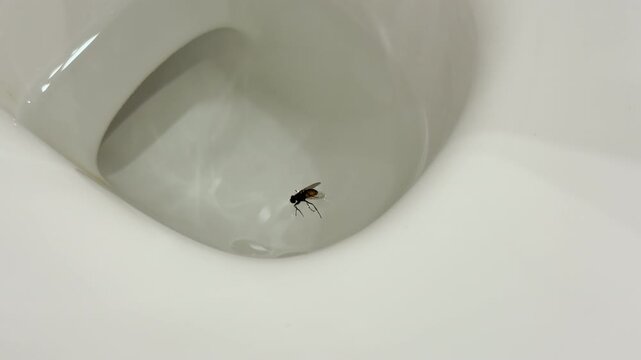 A small fly floats helplessly inside a clean white toilet bowl. It struggles in the water, evoking a feeling of disgust and discomfort.