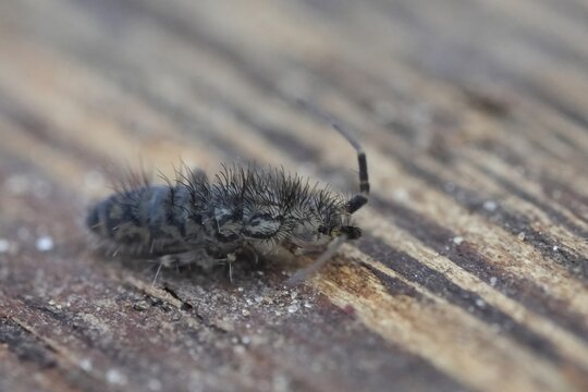 Close-up of a springtail insect, Orchesella villosa , resting on rough wood bark. A detailed macro view of tiny wildlife in nature