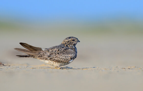 Common Nighthawk (Chordeiles minor) on sandy ocean beach, Galveston, texas, USA.