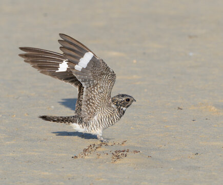 Common Nighthawk (Chordeiles minor) landing on sandy ocean beach, Galveston, texas, USA.