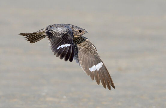 Common Nighthawk (Chordeiles minor) flying over sandy ocean beach, Galveston, texas, USA.