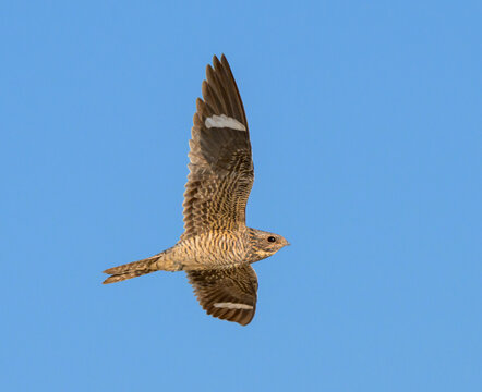 Common Nighthawk (Chordeiles minor) flying in blue sky,  Galveston, texas, USA.