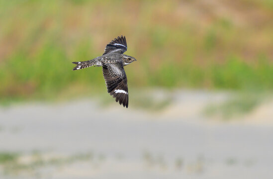 Common Nighthawk (Chordeiles minor) flying over sandy ocean beach, Galveston, texas, USA.